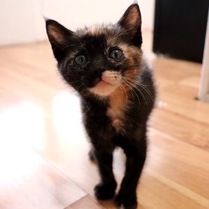 Pet Friendly Home! <3